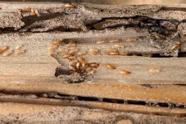 Best Wildlife Control Services  in Mount Pleasant, WI
