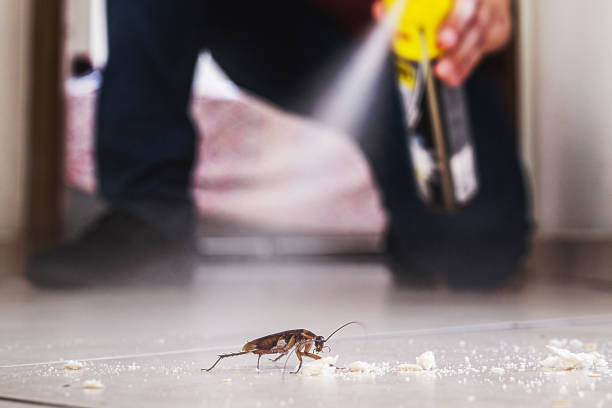 Wasp Removal Services in Mount Pleasant, WI